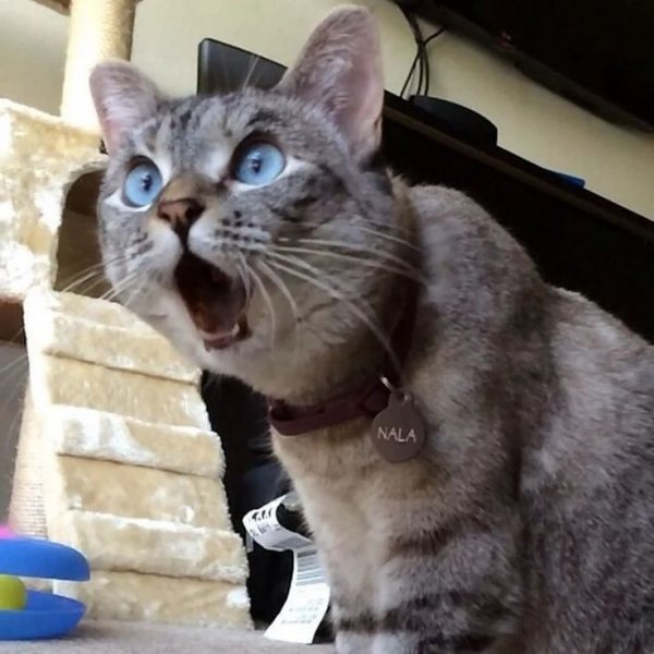 Удивленный кот