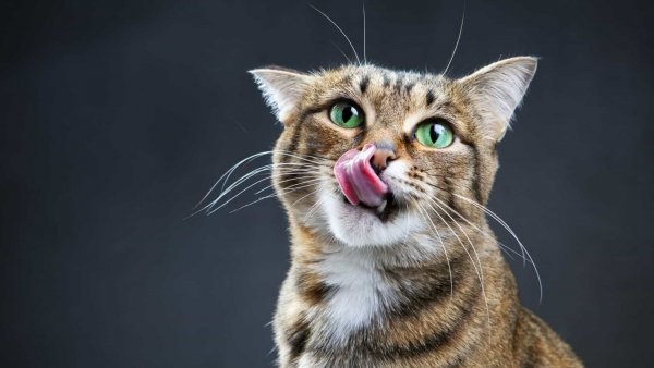 Удивленный кот