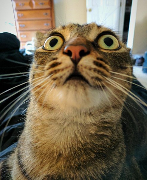 Офигевший кот
