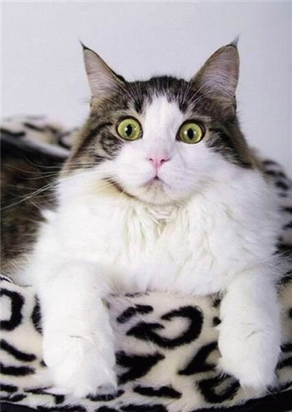 Офигевшие коты