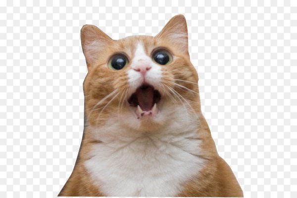 Смешной кот