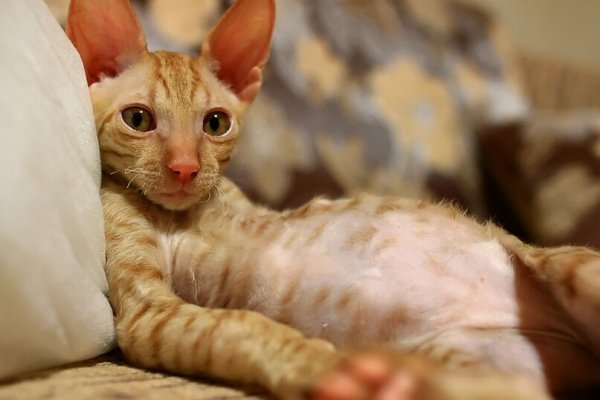 Стервозная кошка