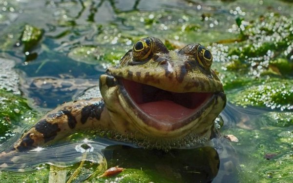 Лягушка водонос зубы