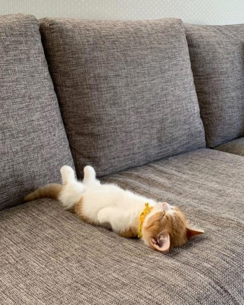 Котик валяется