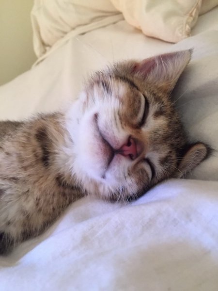 Сонный котик