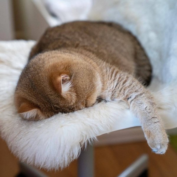 Кот смешно спит