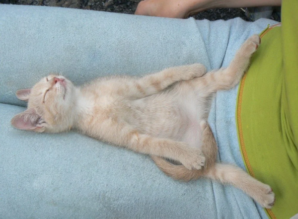 Спящие коты смешные