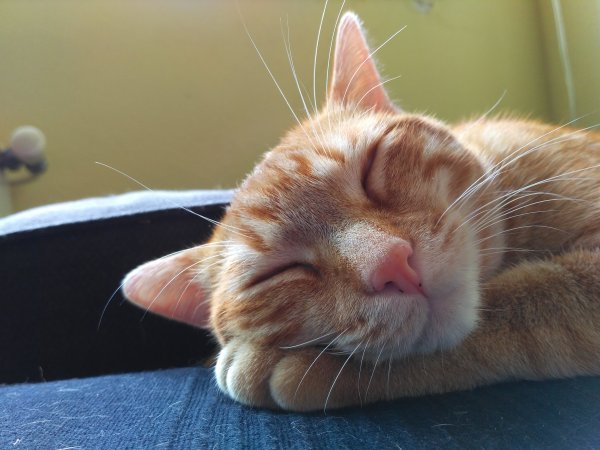 Морда спящего кота