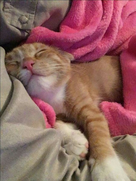 Смешные спящие котики