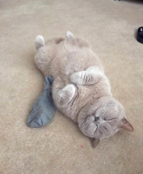 Коты спят смешно