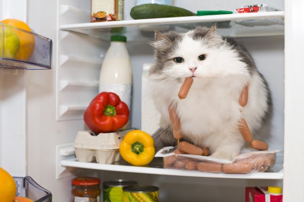 Кот и холод