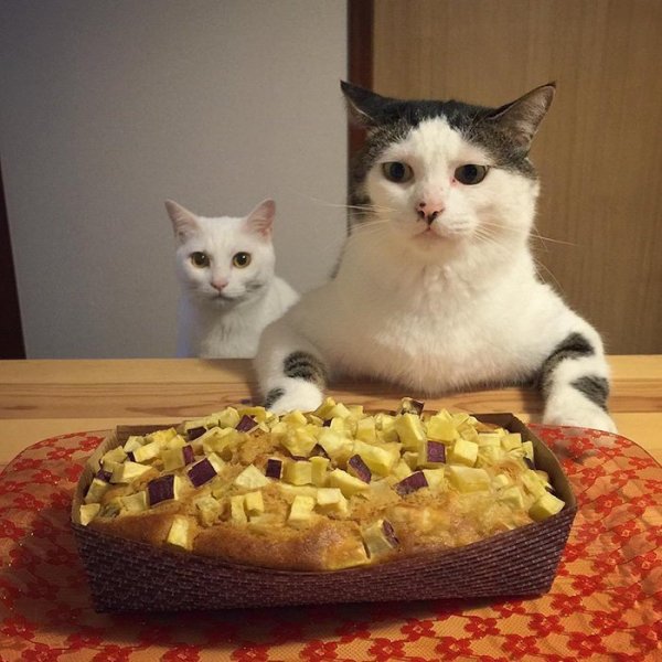 Еда для кошек