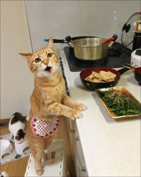 Кот на кухне
