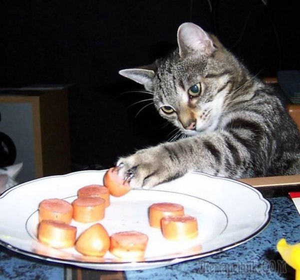 Кот кушает