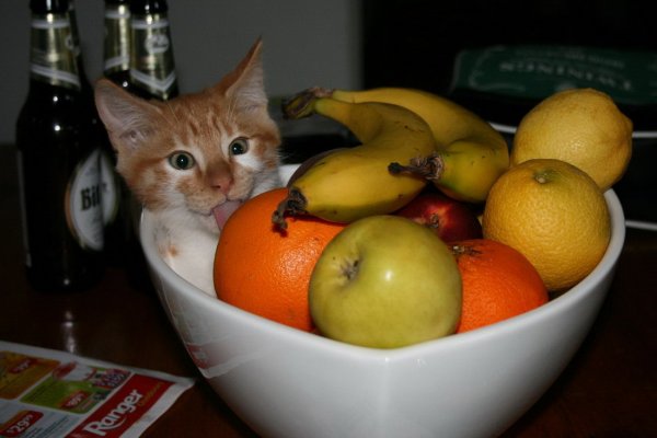 Фруктовый кот