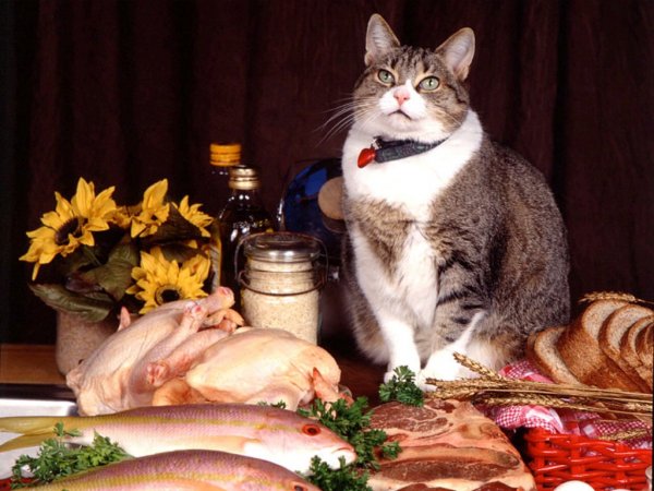 Котики с едой