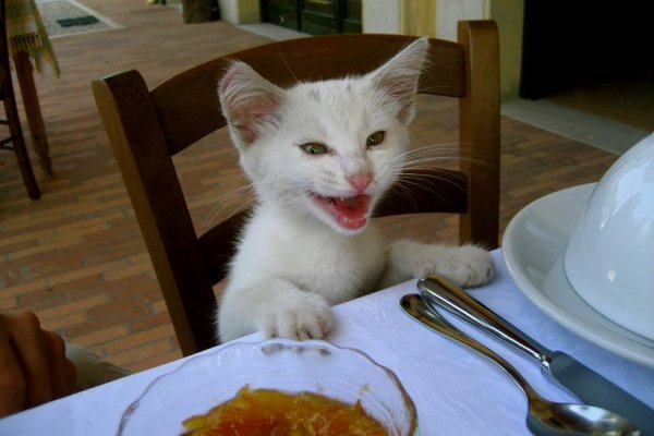 Коты хотят кушать