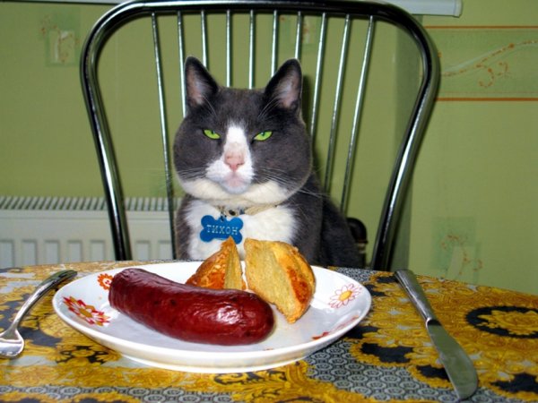 Еда для котов