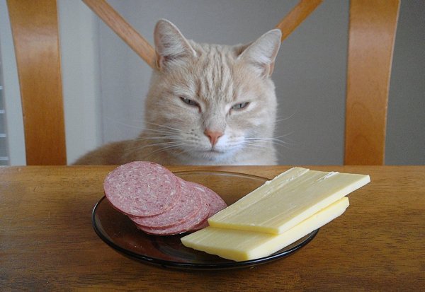 Кот с колбасой