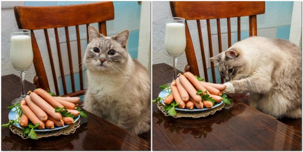 Мемы с котиками и едой