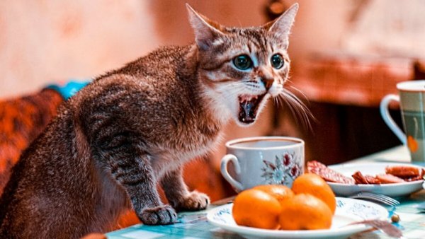 Кот хочет кушать
