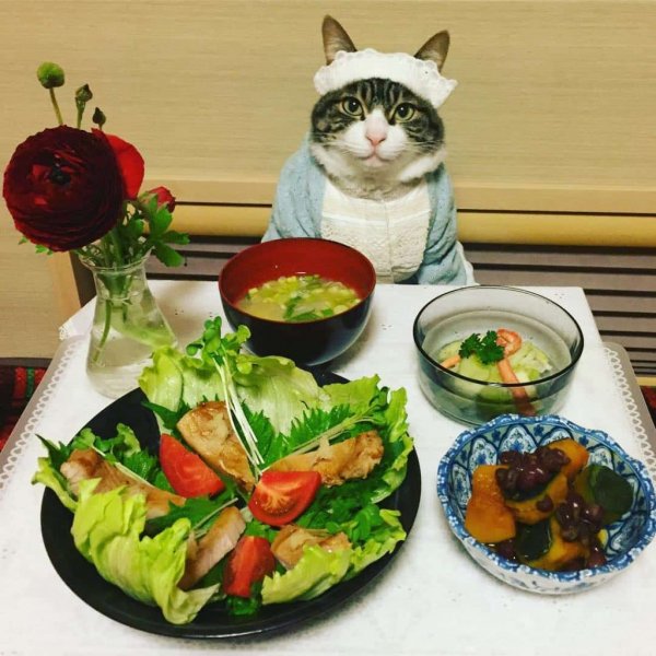 Кошачий ужин