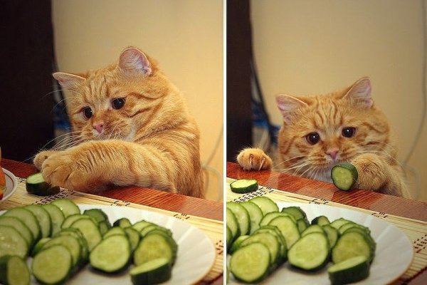 Кот на диете
