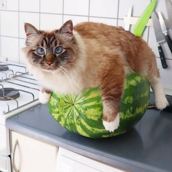 Коты и арбузы