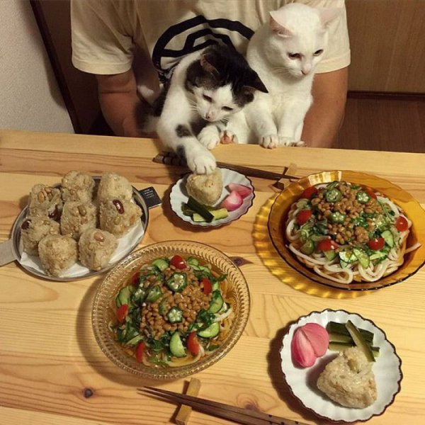 Котики с едой