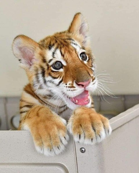 Картинки смешные тигрята (53 фото)