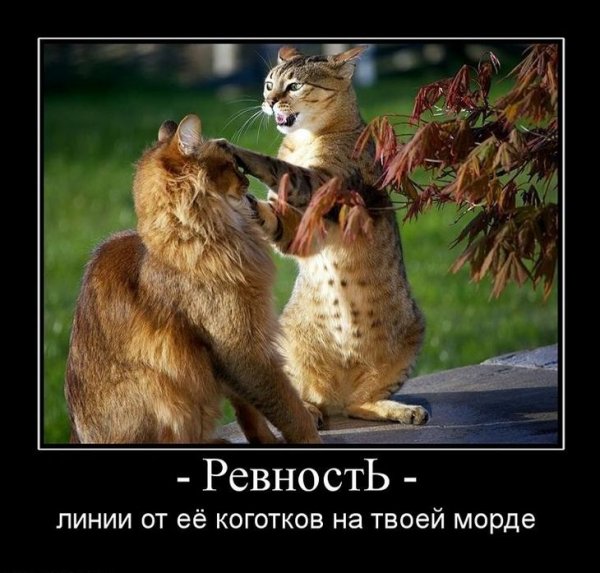 Демотиваторы про ревность