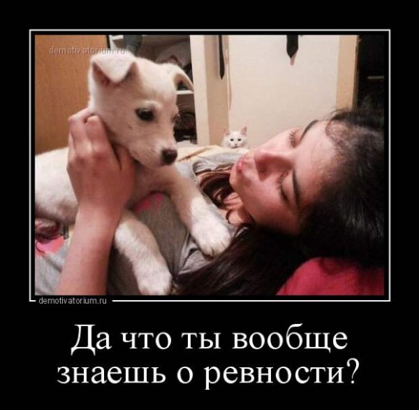 Собака ревнует
