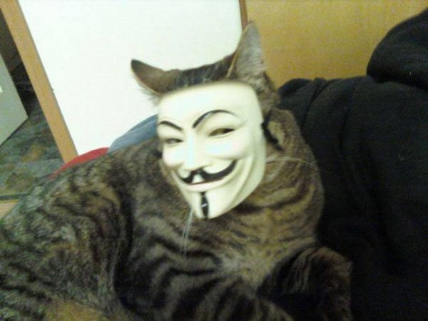 Кот анонимус