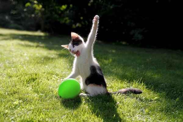 Позитивные коты