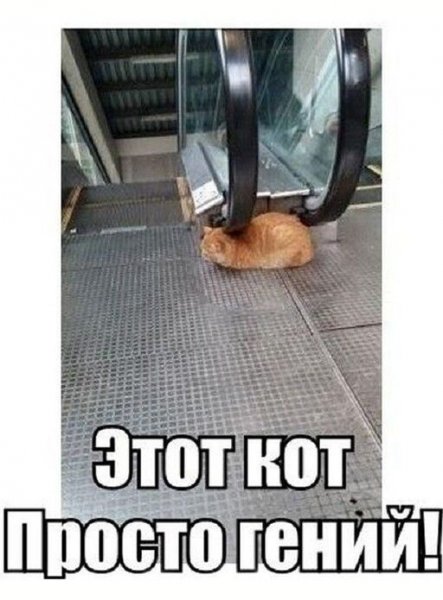 Кот гений