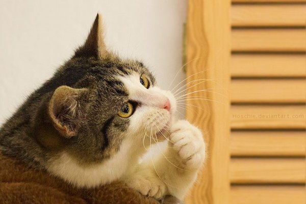 Кот думает