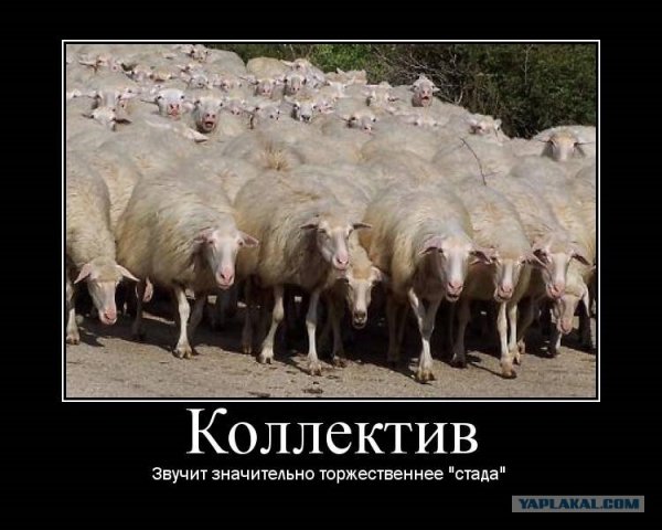 Стадо Баранов демотиватор