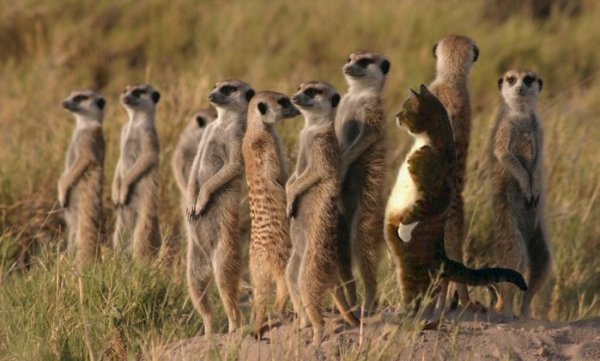 Смешной коллектив