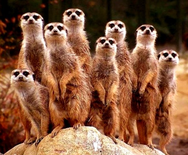 Сурикаты с днем рождения