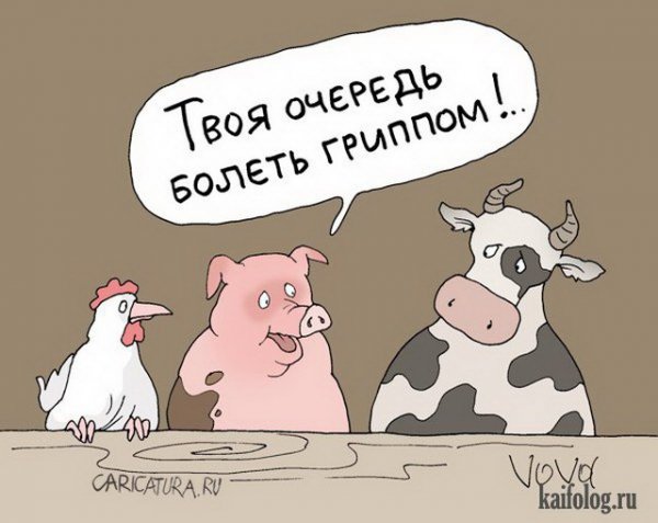 Свиной грипп карикатура