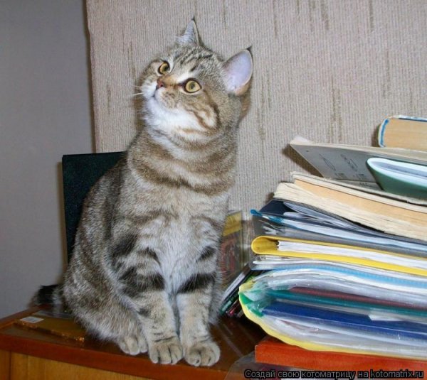 Приколы про умных котов
