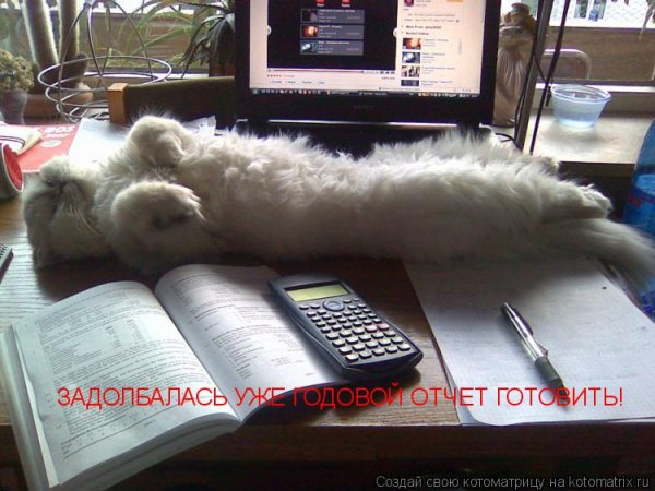 Отчеты смешные