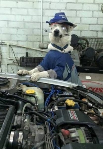 Собака автослесарь