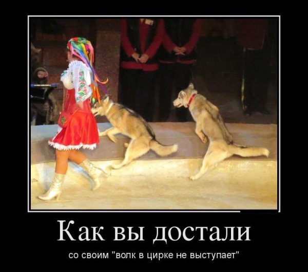Волк в цирке НН выступаеь