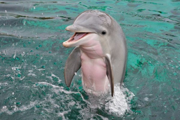 Картинки смешные дельфинов (55 фото)