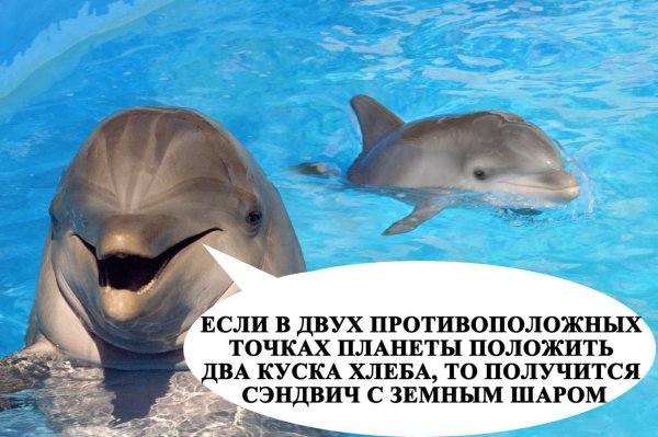 Анекдоты про дельфинов