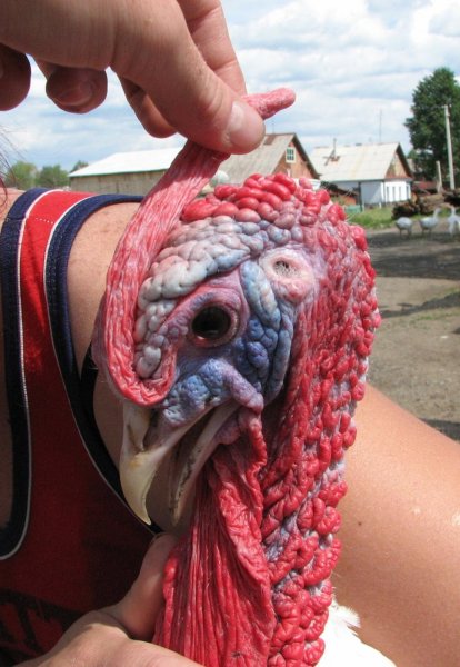 Бешеный индюк