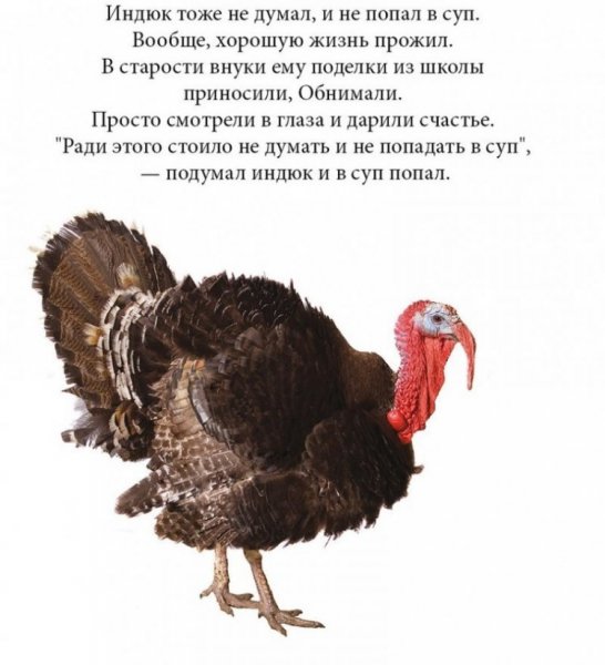 Шутки про индюков