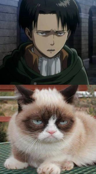 Леви Аккерман котик