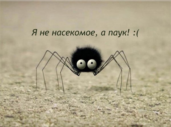Minuscule паук